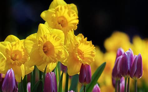 Tulips Daffodils