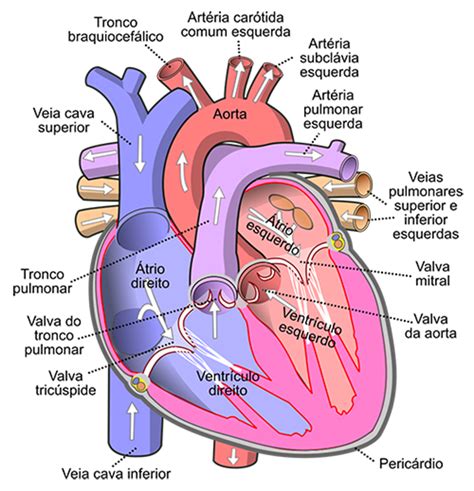 Las 18 Partes Del Corazón Humano Y Sus Funciones