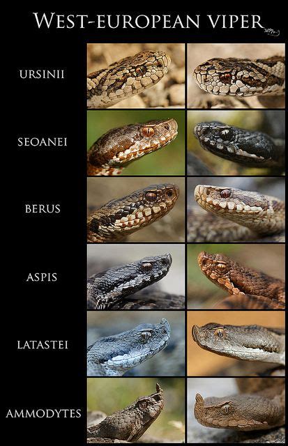 The Genus Vipera Viperidae Includes Several Species And Subspecies Of