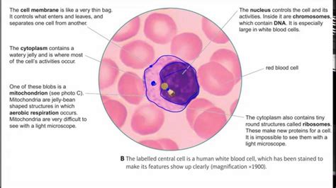 White Blood Cell Diagram Labeled Beautiful Plant And Animal