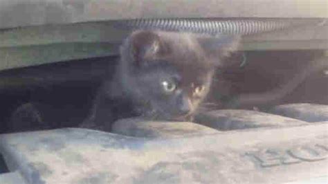 Photos Kitten Stuck Under Hood Of Car In Nj