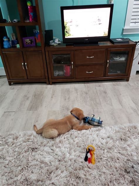 Golden retriever · tonawanda, ny. Golden Retriever Puppies For Sale | Levittown, NY #324270
