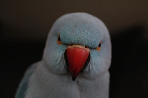 Grey Indian Ringneck Parakeet