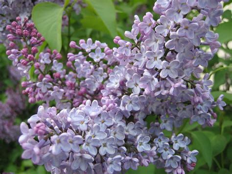 Maybe you would like to learn more about one of these? 25 Flowers You Can Eat - Delishably
