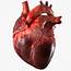 3D Human Heart Anatomy Model  TurboSquid 1283134