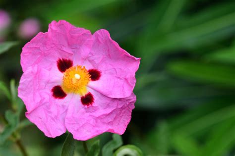 Many species come from mountainous regions, where their long tap roots venture deep into the soil in search of water. 5 Drought-Tolerant Plants That Can Stand the Heat
