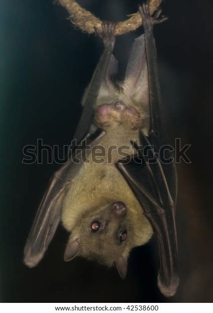 Bat Hanging Upside Down Stock Photo Edit Now 42538600