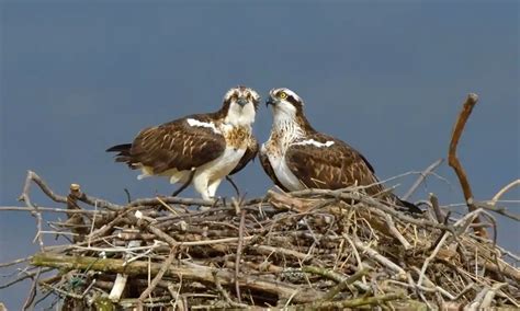 Ospreys Hunted To Extinction Are Now Breeding Across England For First Time In 200 Years ‘a