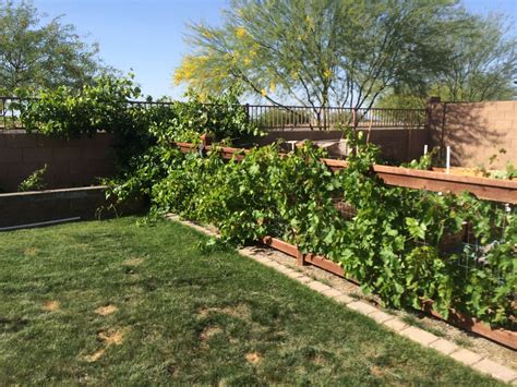 Five Tips For Growing Grapes In Phoenix Growing Grapes Garden Vines