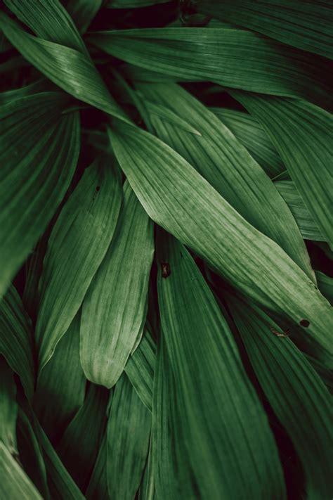 Photo Of Green Plant Photo Free Wallpaper Image On Unsplash