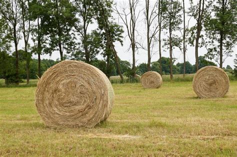 Haymaking View Of The Bales Of Freshly Cut Hay Stock Photo Image Of
