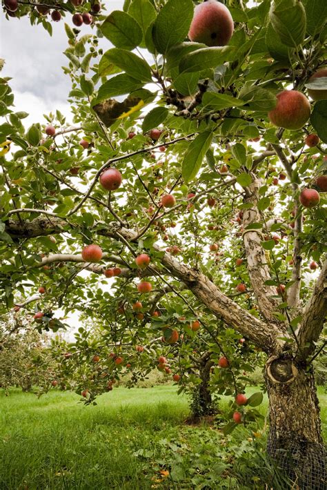 Apple Trees For The Home Garden The Washington Post