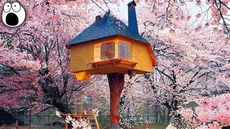 The Coolest Treehouses In The World Youtube