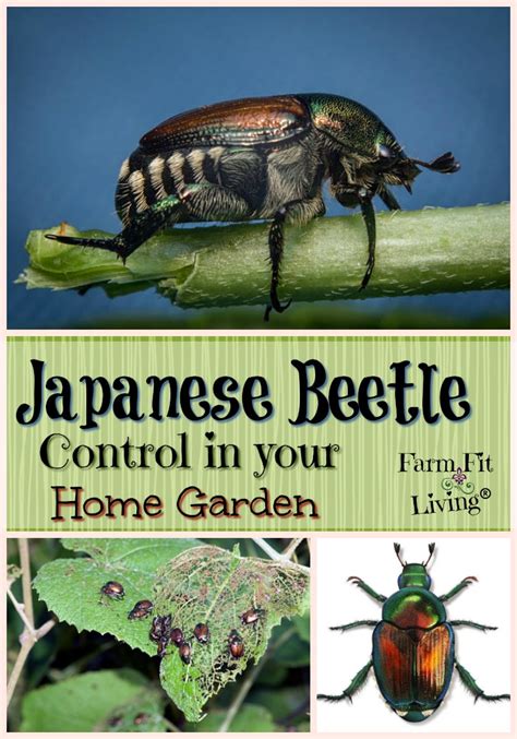 Japanese Beetle Control In Your Home Garden Farm Fit Living