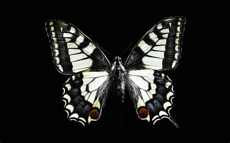 Black Butterfly Wallpaper Wallpapersafari