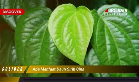 Temukan Manfaat Daun Sirih Cina Yang Jarang Diketahui