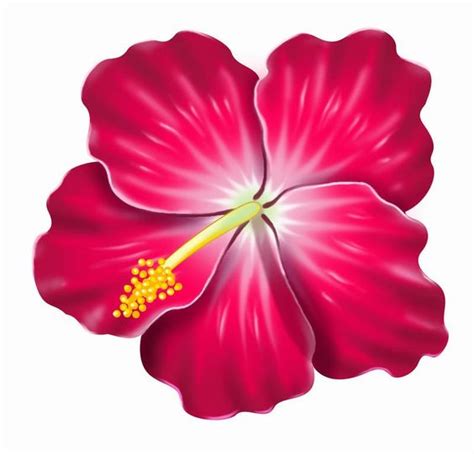 Yellow Hibiscus Clipart Clipart Best