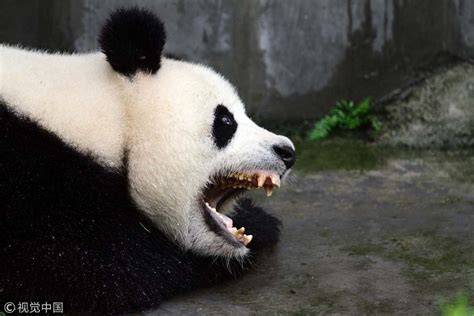 Scientists Unlock Secrets Of Panda Teeth Cgtn
