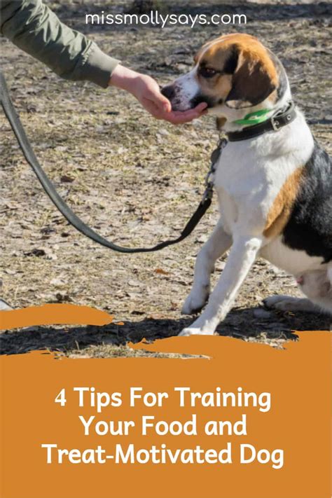 4 Tips For Training Your Food And Treat Motivated Dog Miss Molly Says