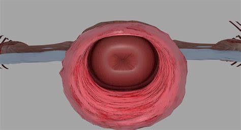 Uterus Vagina Ovary 3d Model Turbosquid 1320025