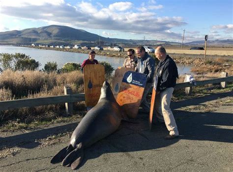 'Stubborn' elephant seal weighing 1,000lbs crosses ...