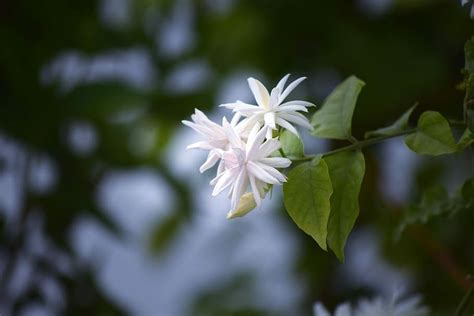 Hd Wallpaper Jasmine White Flower Nature Plant Freshness