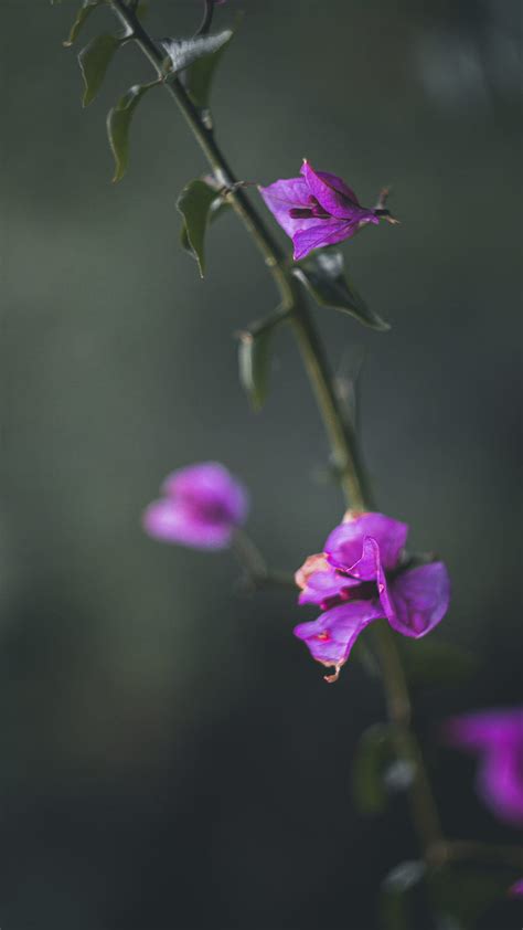 Purple Moth Orchid Hd Phone Wallpaper Peakpx