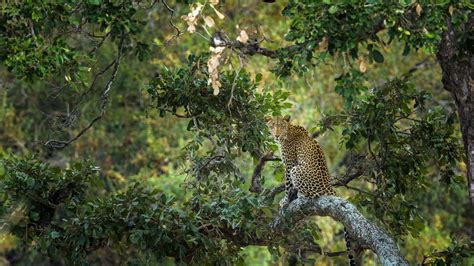 Bing Image Leopard In A Tree Kruger National Park South Africa