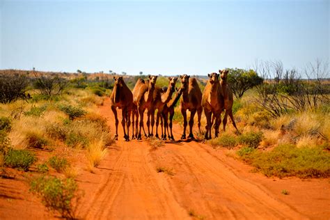 Gibson Desert Outback Australia Новая зеландия Австралия
