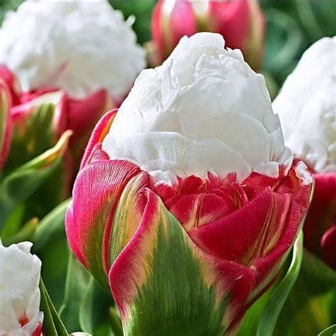 Rare Tulip Bulbs Aroma Tulip Plant 1pc Bulb Urbangardenseed