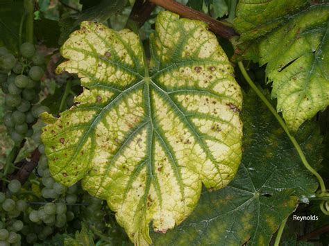 Magnesium deficiency symptoms will start to appear four to six weeks before a plant starts showing symptoms. Ontario CropIPM