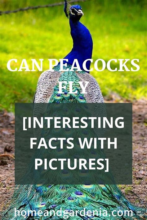 Can Peacocks Fly Interesting Facts With Pictures In 2022 Peacock Flying Fun Facts Colorful
