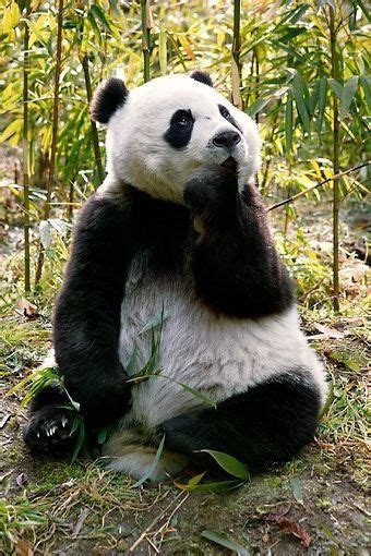 A Black And White Panda Bear Sitting On The Ground In Front Of Some