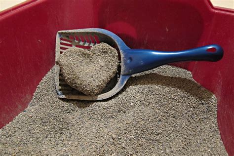 The subscription service features a monthly supply of litter that changes colors based on the presence of certain urinary elements such as acid. Best Clumping Cat Litter - Detailed Reviews ...