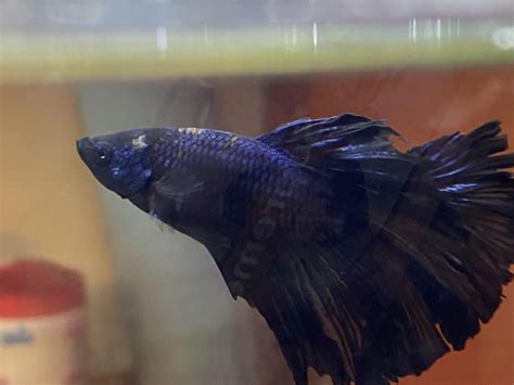 Why Is My Betta Fish Getting These Spots On Him He Started Getting Them