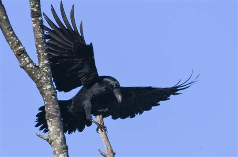 Common Raven Vic High