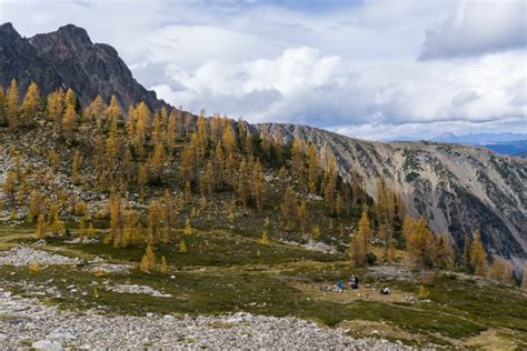 Frosty Mountain Larches Fall Hiking Guide