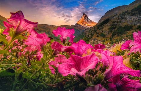 1080p Free Download Mountain Wildflowers Rocks Mountain
