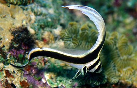 Juvenile Spotted Drum Cool Sea Creatures Ocean Animals Ocean Creatures