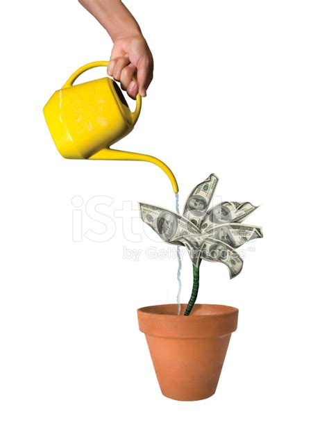 Leaks can waste water, damage your home, and encourage unwanted organic growth. How Often To Water Small Money Tree - Food Ideas