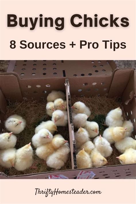 Buying Chicks 8 Sources Pro Tips