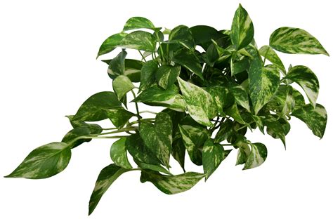Plant Transparent Png ,HD PNG . (+) Pictures - vhv.rs