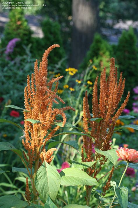 We did not find results for: PlantFiles Pictures: Amaranthus, Mexican Grain Amaranth ...