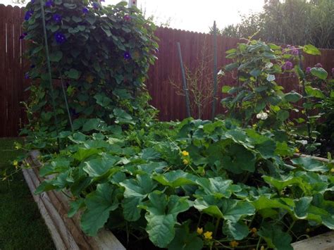 Raised Beds Are An Effective Urban Gardening Method 1 Watermelon Plant