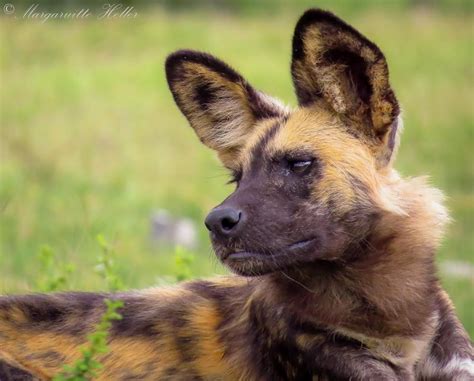 Maybe you would like to learn more about one of these? A beautiful African wild dog in Madikwe Game Reserve ...