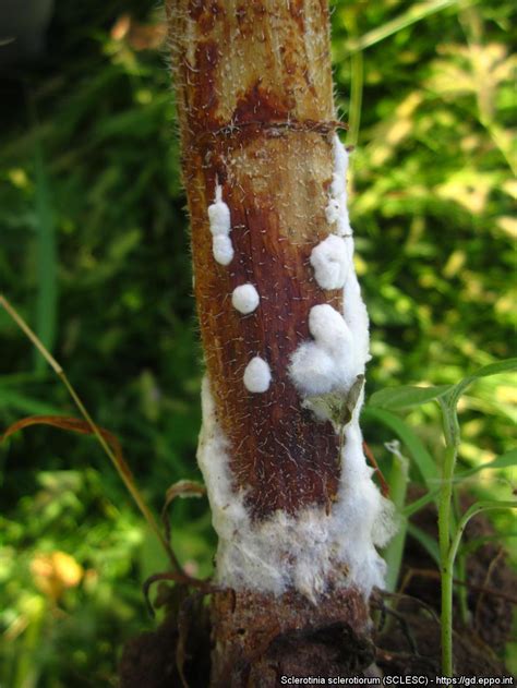 Feb 21, 2021 · once white mold is in a garden site, it usually shows up annually, due to the spore's ability to overwinter in fallen plant debris and soil. Sclerotinia sclerotiorum (SCLESC)Photos| EPPO Global ...