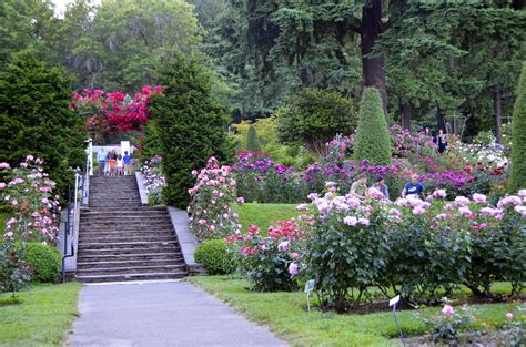 From april through october, it exhibits over 10,000 rose plants that bloom from 650 varieties. Portland International Rose Test Garden