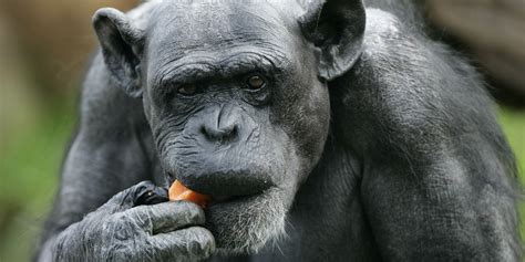 Chimpanzees Might Actually Have Cooking Skills, New Study ...