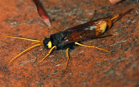 Great Wood Wasp From Uk Whats That Bug
