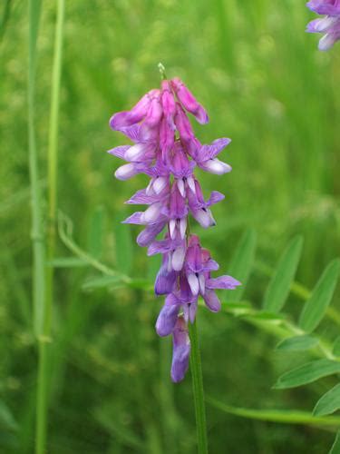 Cow Vetch